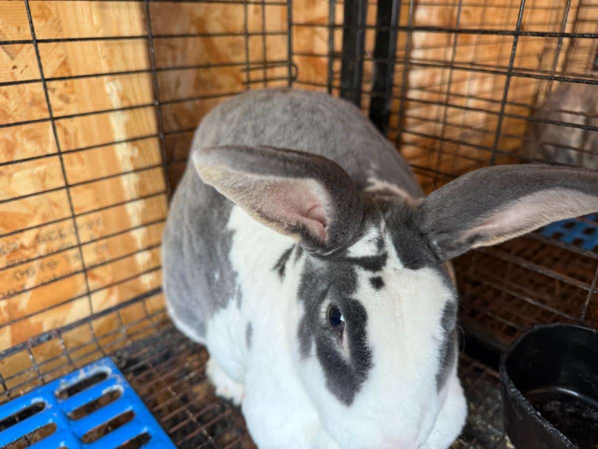 Rex rabbit meat rabbit doe