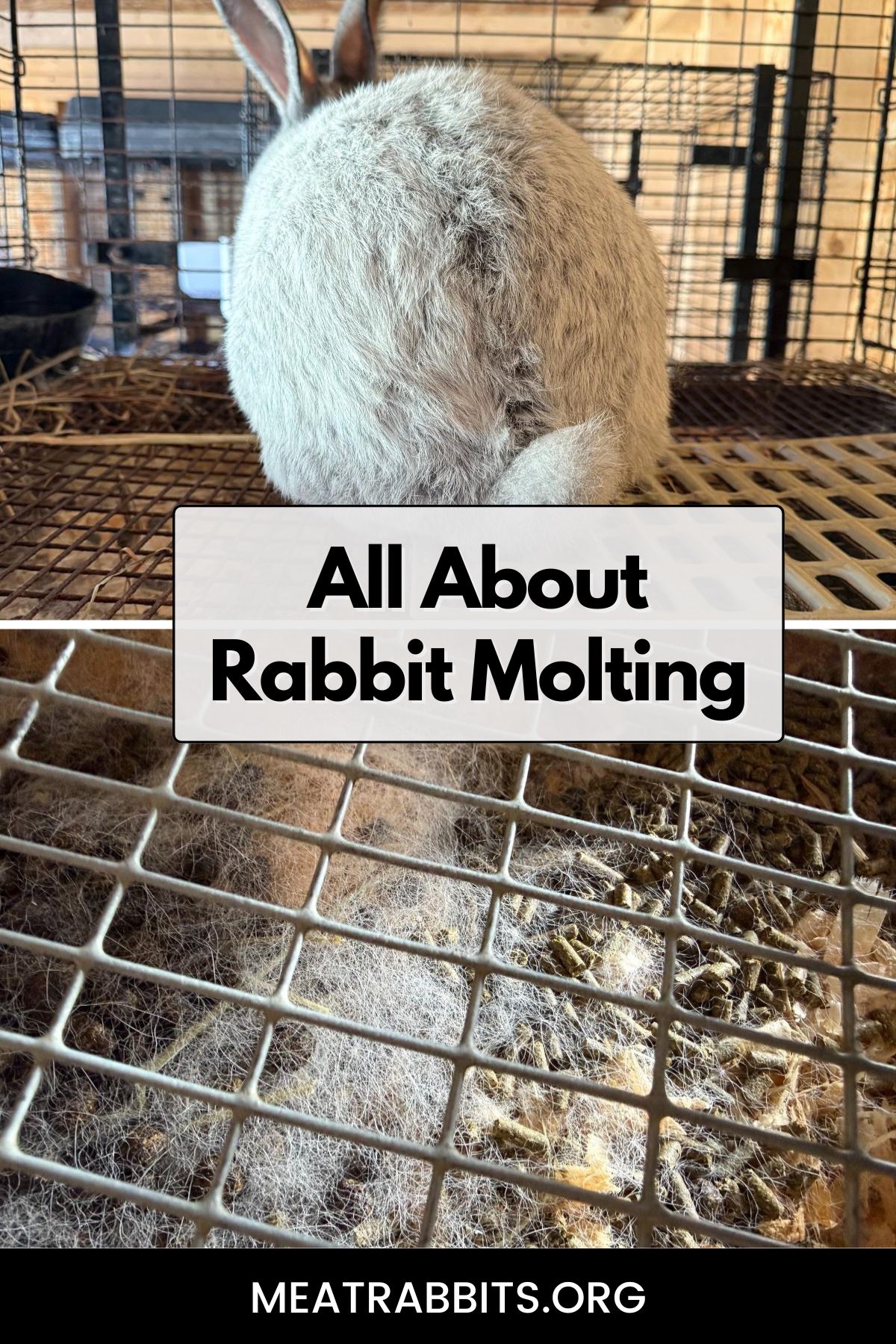 All About Rabbit Molting pinterest image