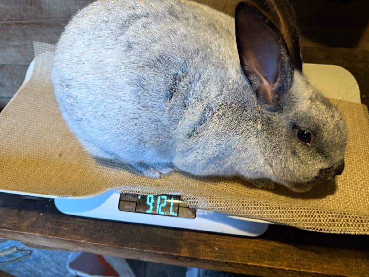 Champagne d'argent rabbit on a scale
