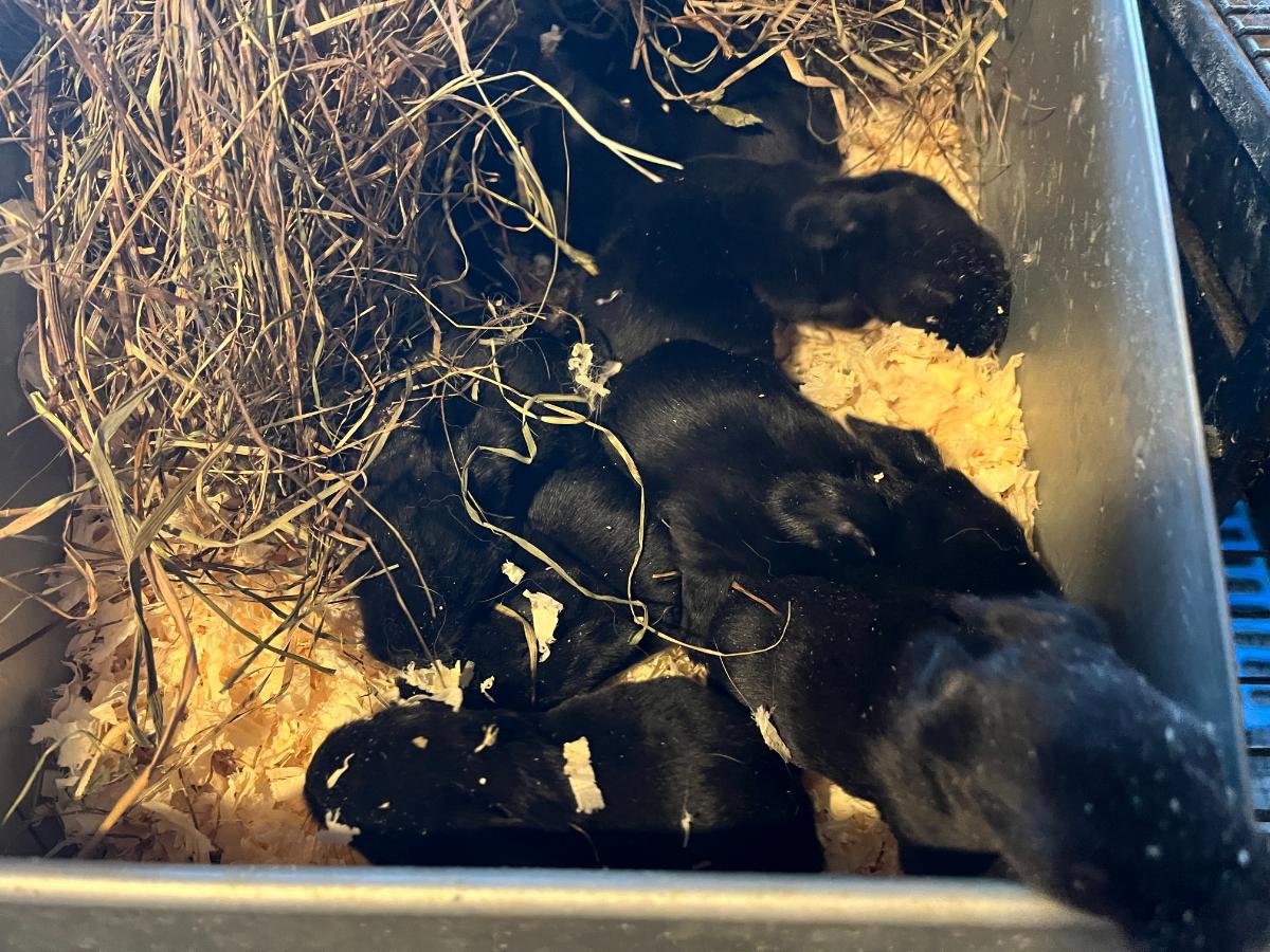 Litter of champagne d'argent meat rabbit kits