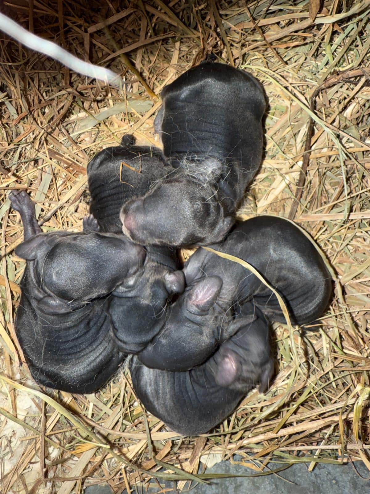 Well fed champagne d'argent meat rabbit kits