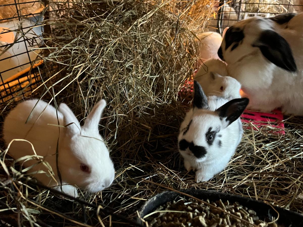 Three week old meat rabbit kits