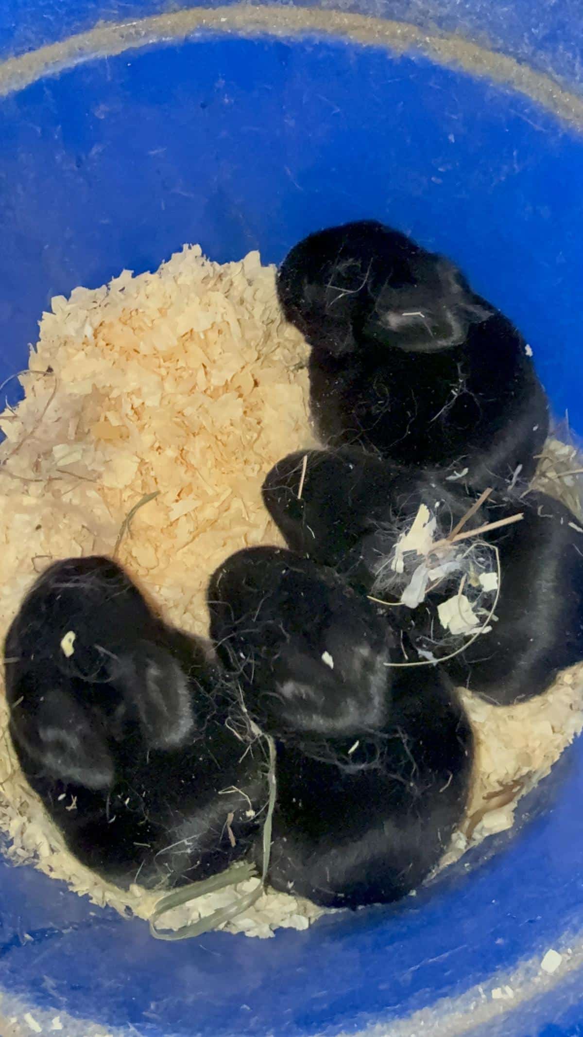 Kits in a bucket, Checking a litter of kits and sorting for fostering