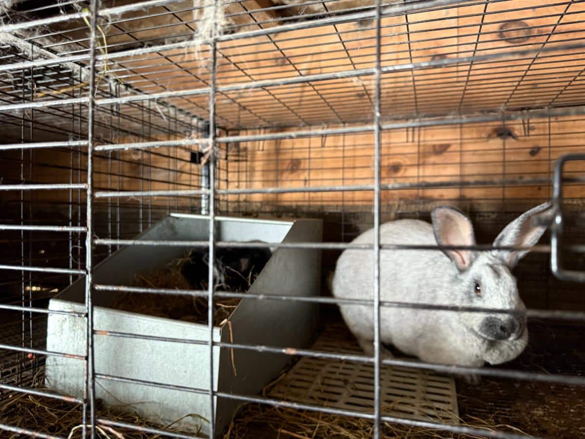 Foster mother meat rabbit doe