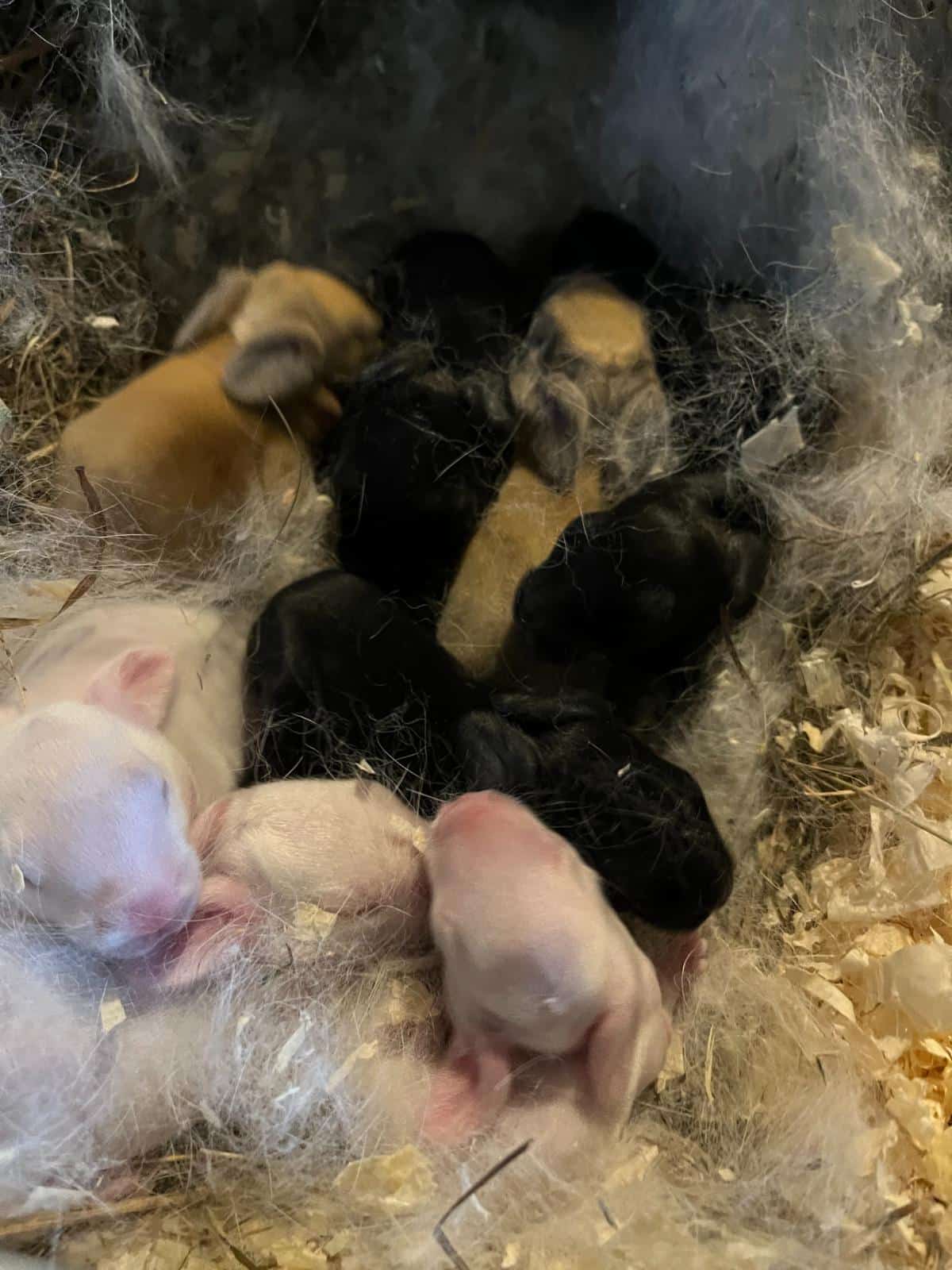 Litter of meat rabbit kits