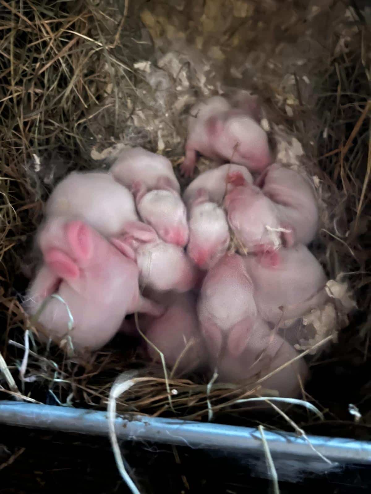 A large litter of 11 meat rabbit kits