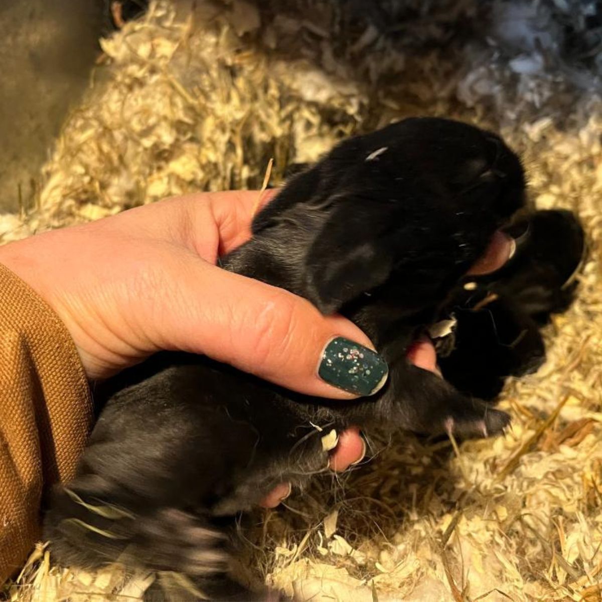 A farmer is holding a meat rabbit kit.