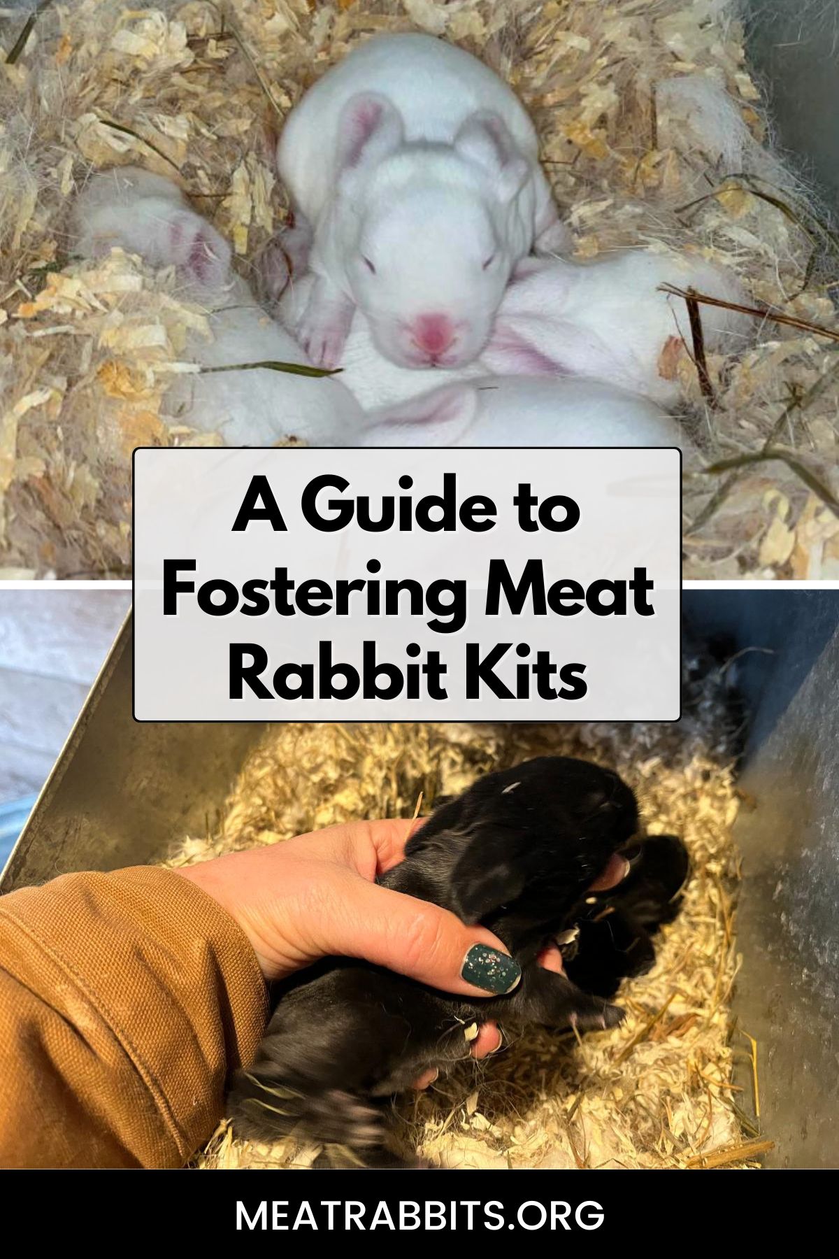 A Guide to Fostering Meat Rabbit Kits pinterest image