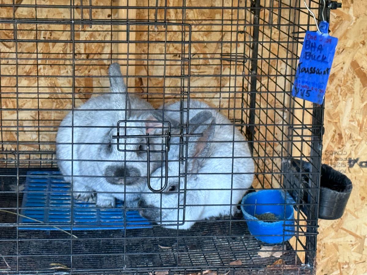 Breeding pair of snuggling Champagne d'Argent meat rabbits