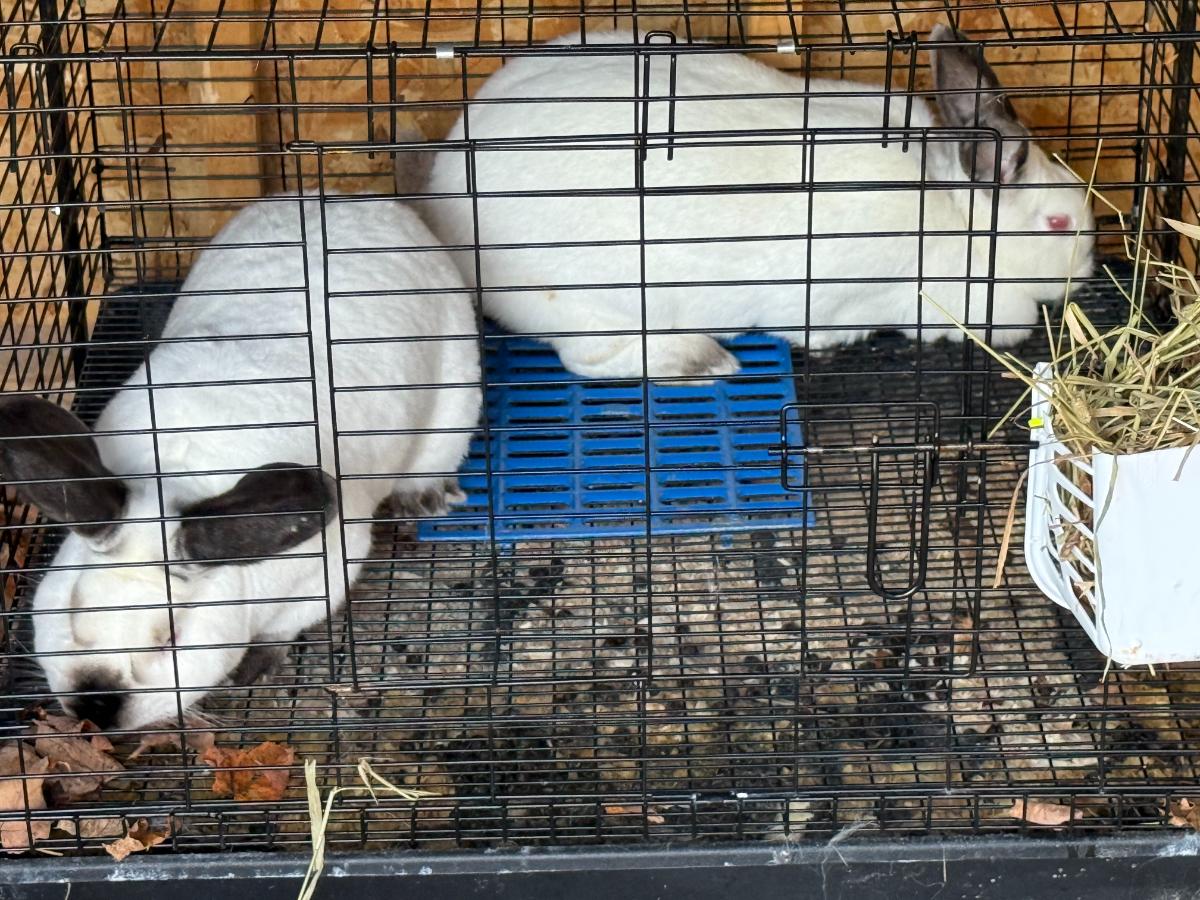 A pair of Californian meat rabbits breeding