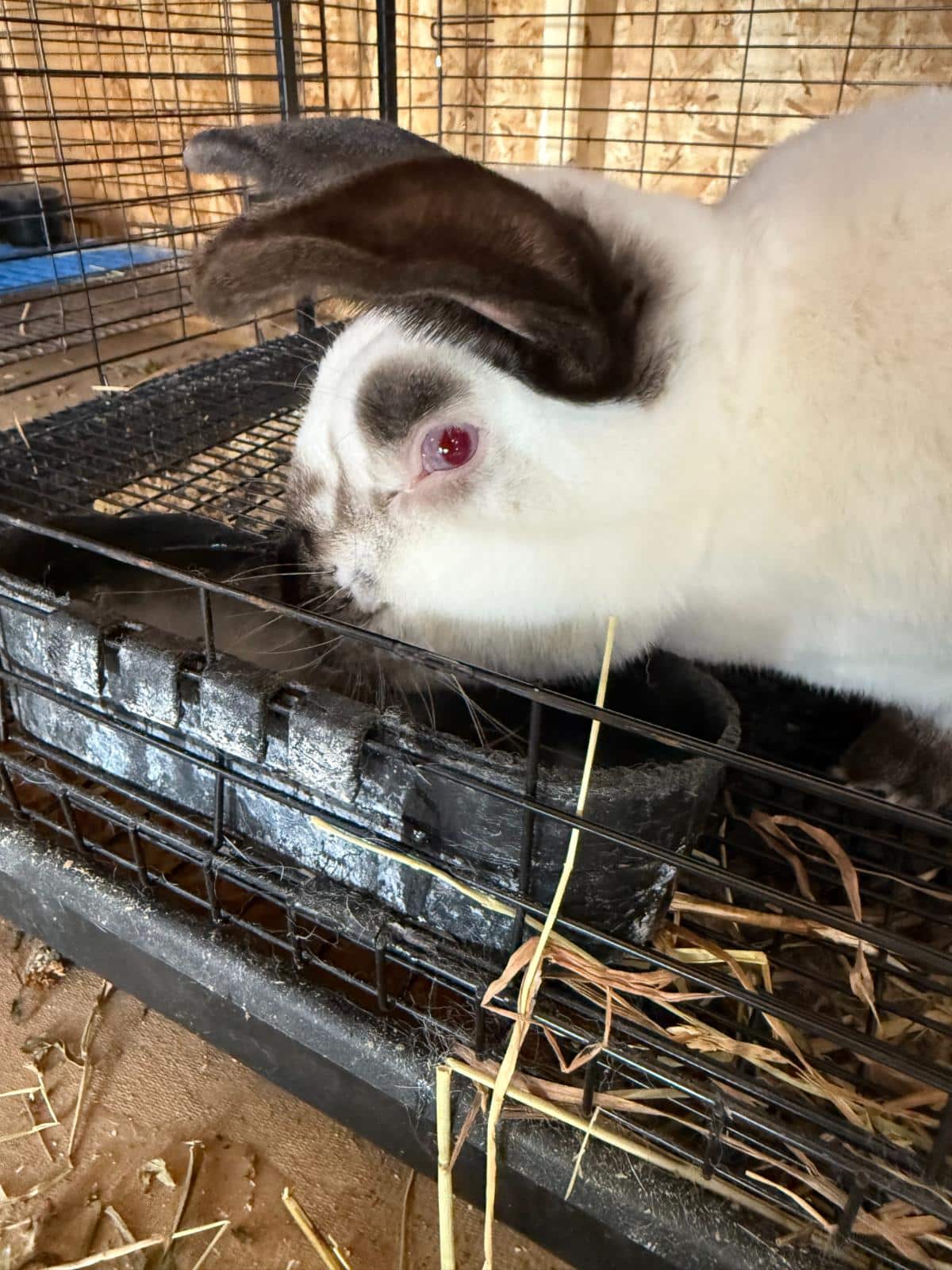 Californian meat rabbit buck
