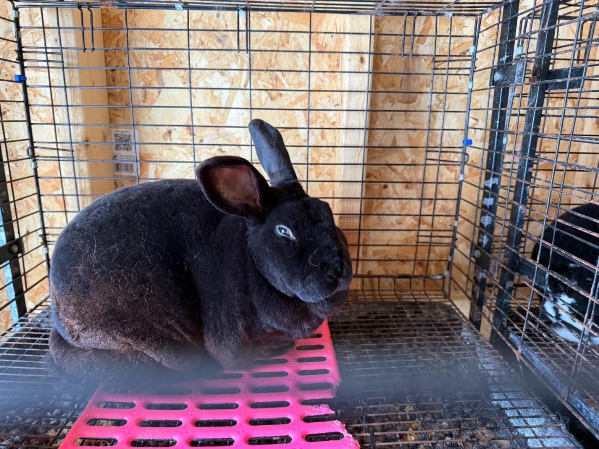 Rex meat rabbit buck