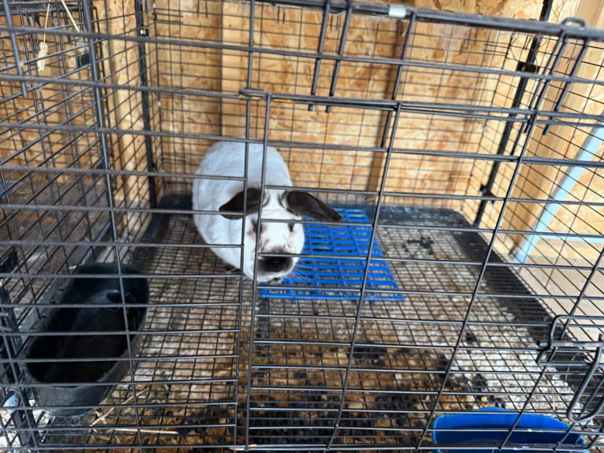Californian meat rabbit buck in a cage