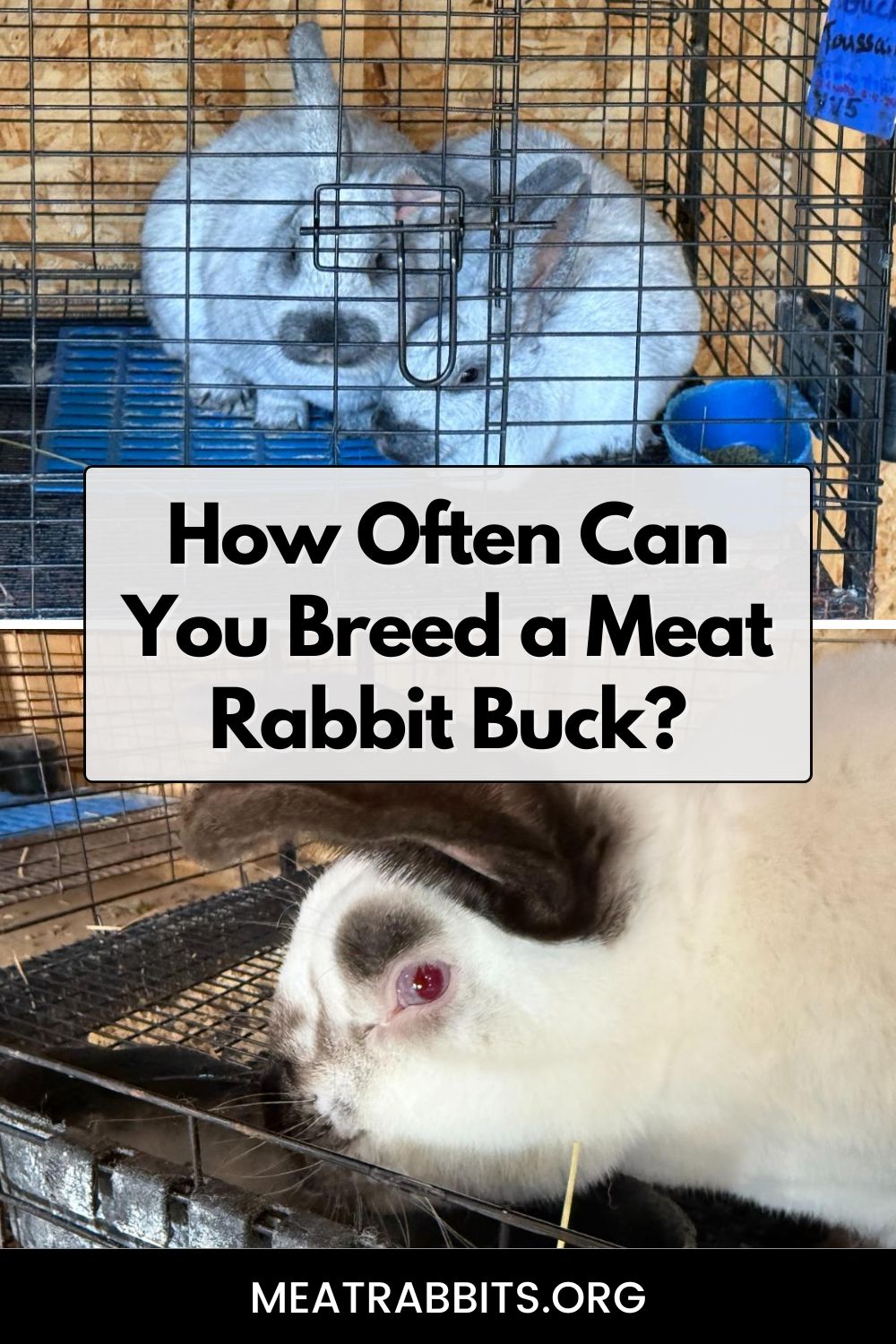 How Often Can You Breed a Meat Rabbit Buck? pinterest image