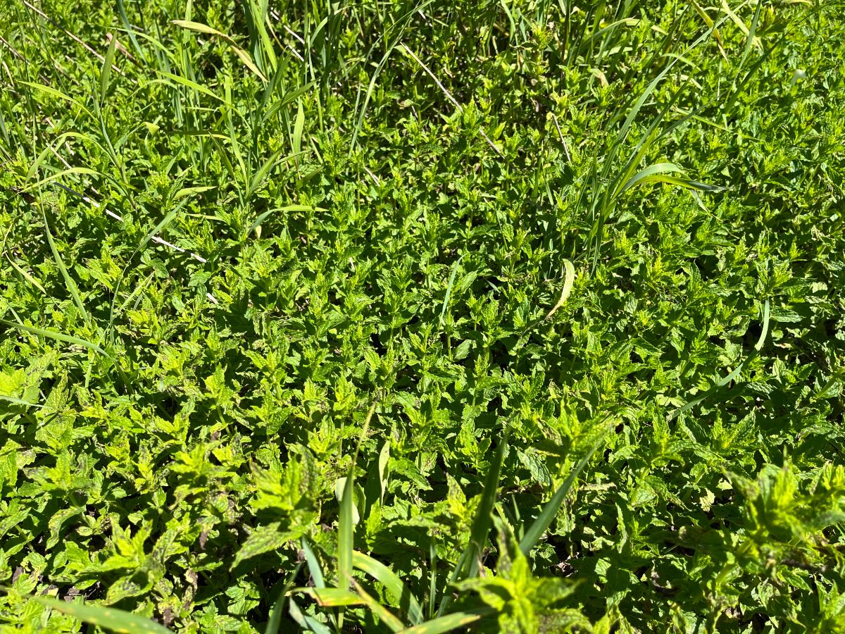 Oregano in an herb garden