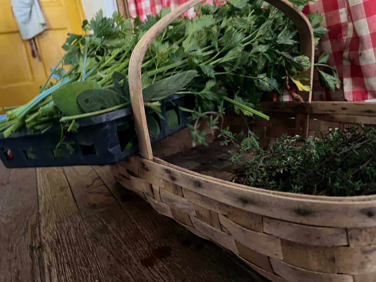 Harvested herbs in a basket