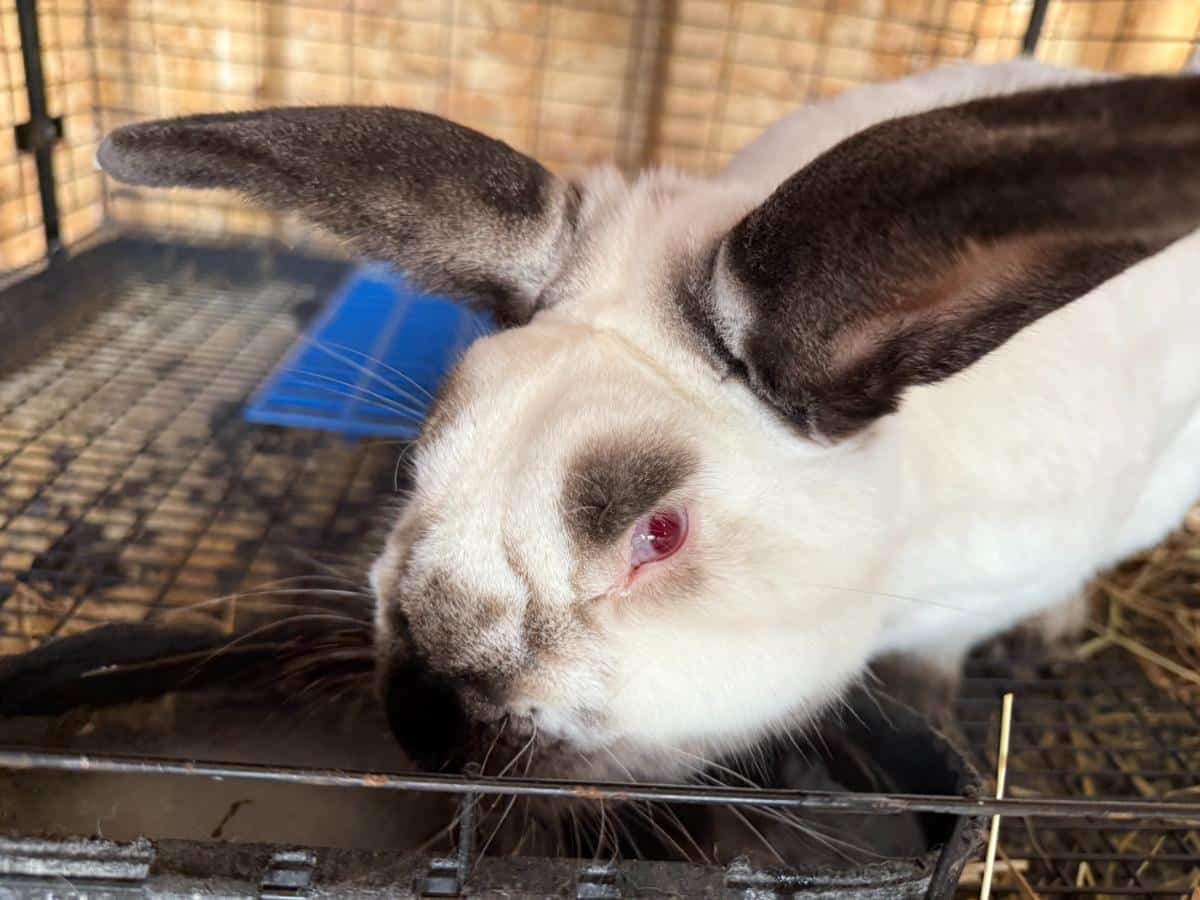 Buck meat rabbit, Californian