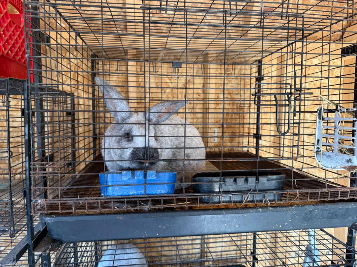 Meat rabbit buck eating oregano