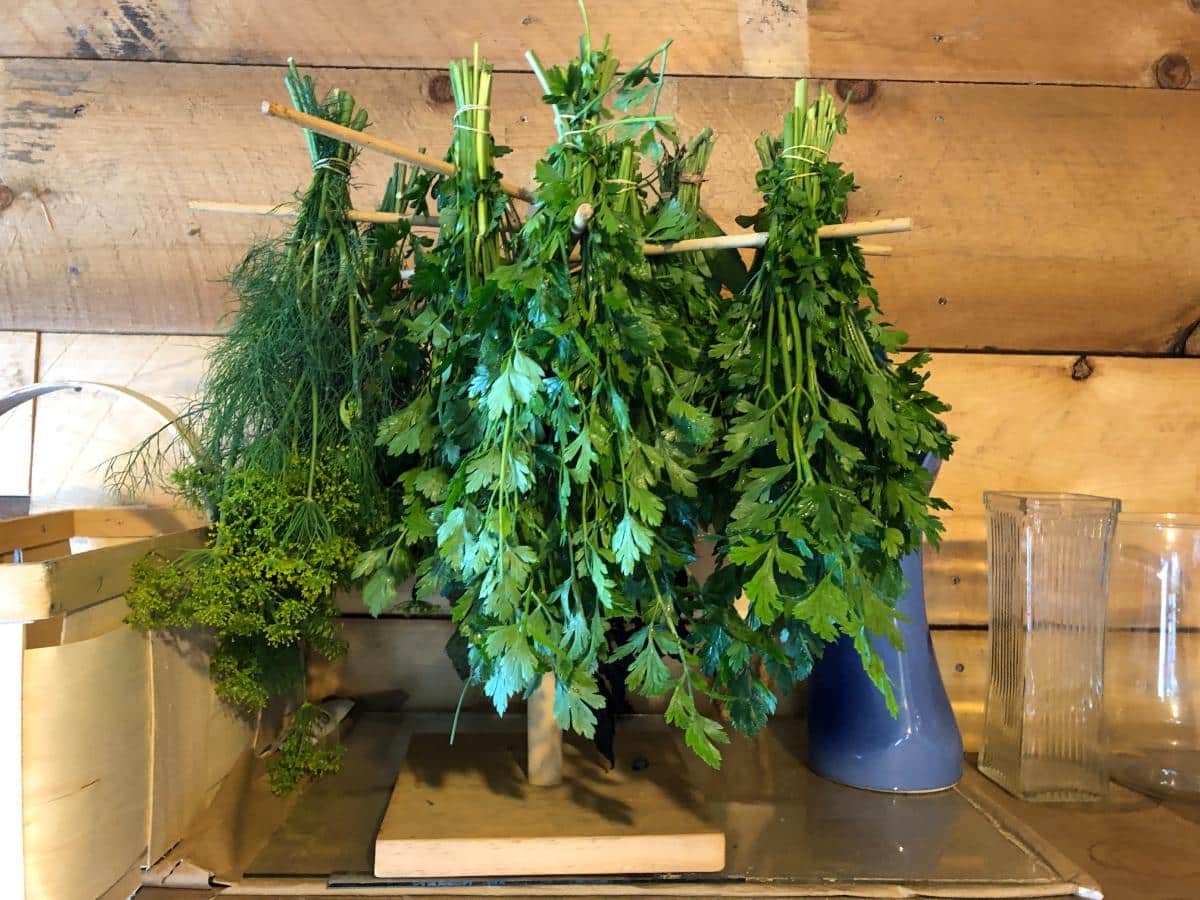Herbs and oregano drying on a pasta rack