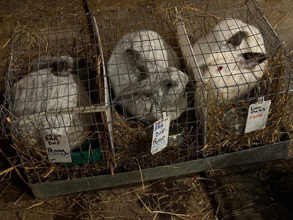 Champagne D'Argent and Californian meat rabbits in a transport cage