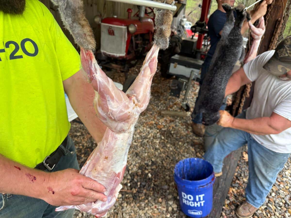 Rabbit processing in outdoor setting