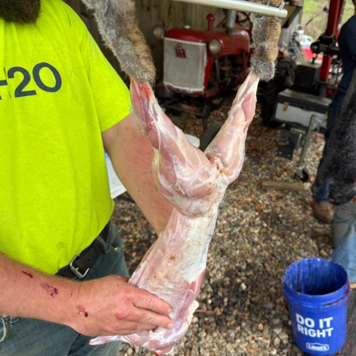 The farmer is butchering a meat rabbit.