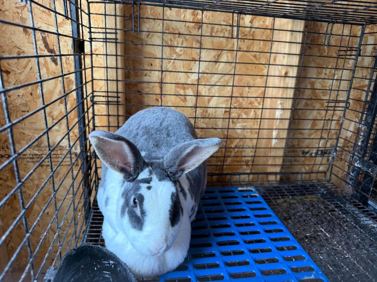 Broken blue rex rabbit doe