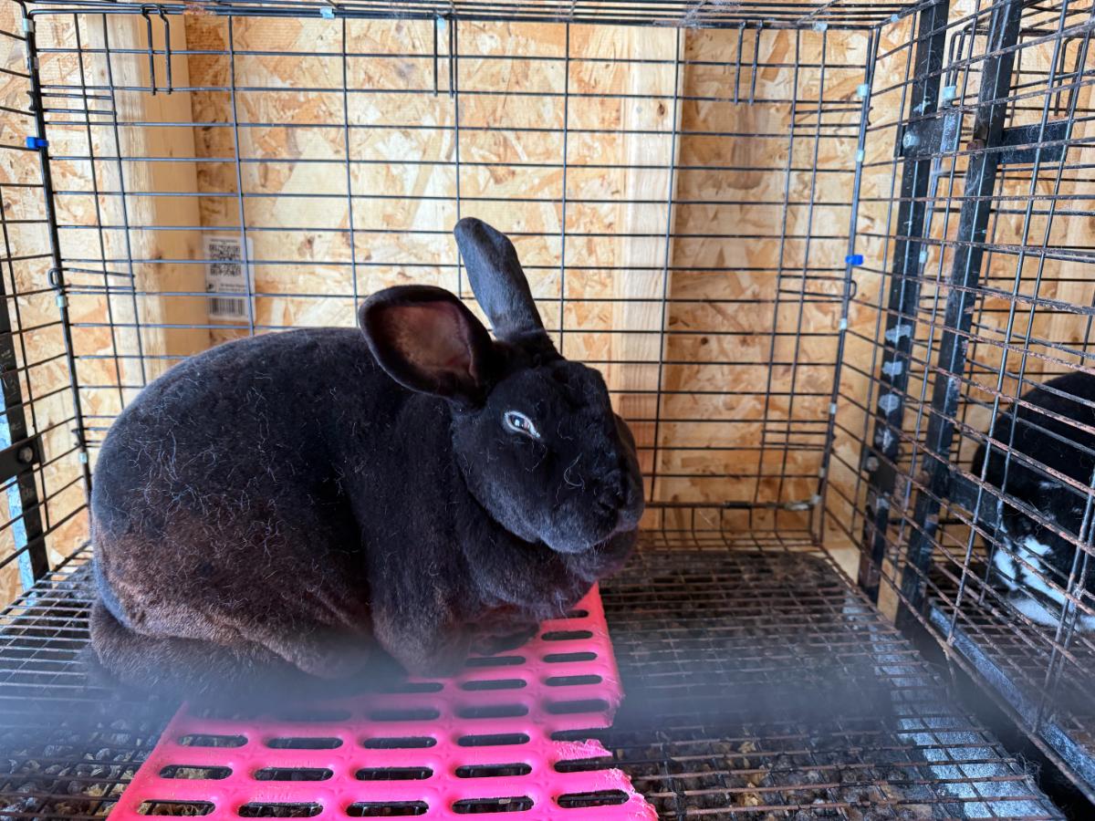 Brown standard res meat rabbit