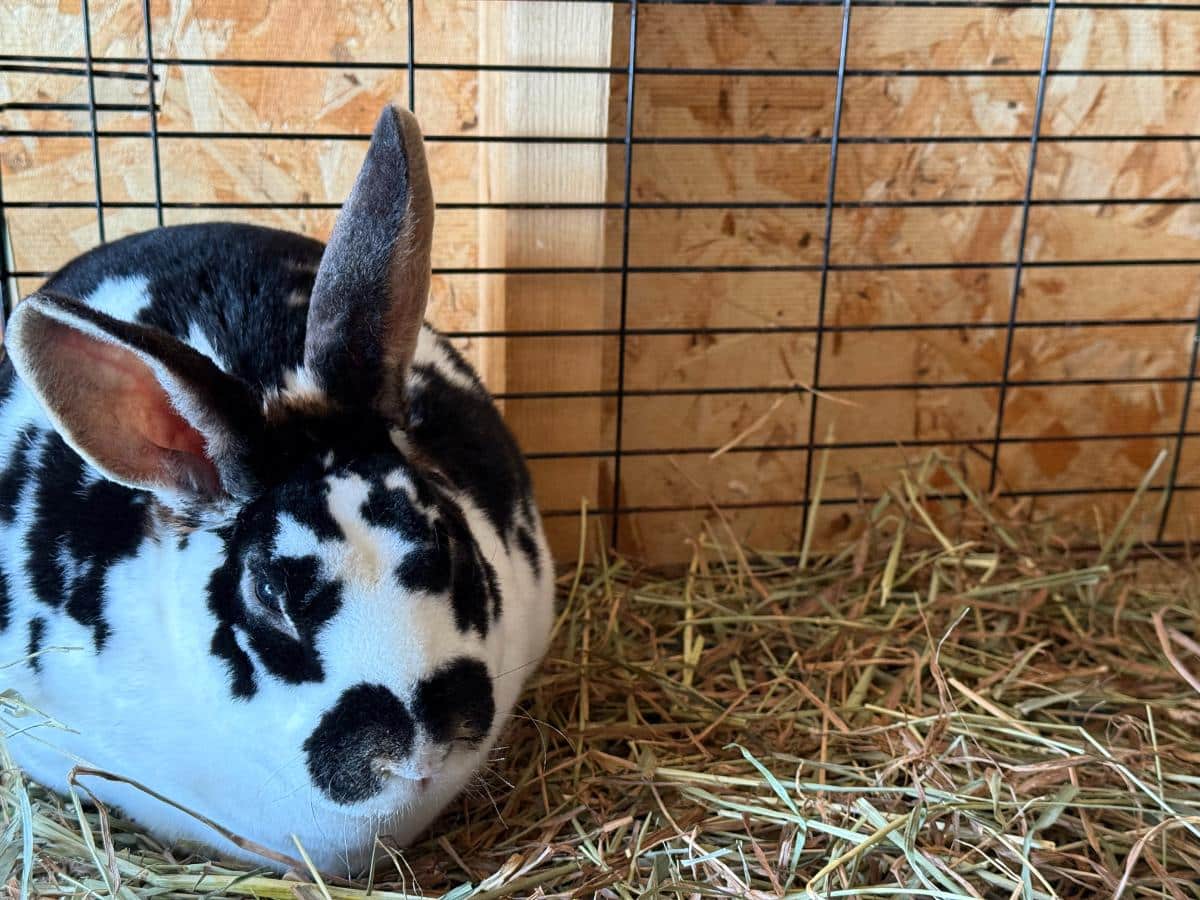 Broken black rex buck