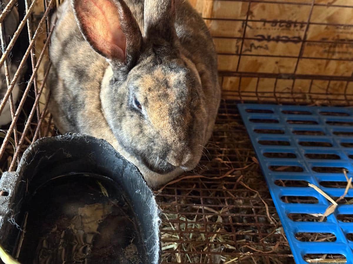 Harlequin rex rabbit doe