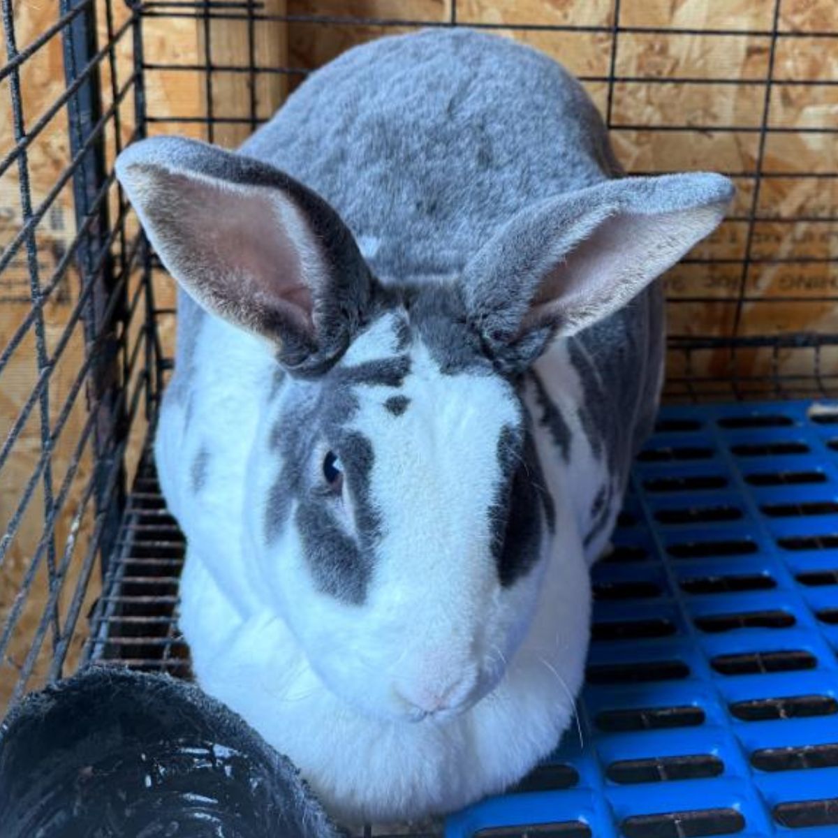 A Standard Rex Meat Rabbit.