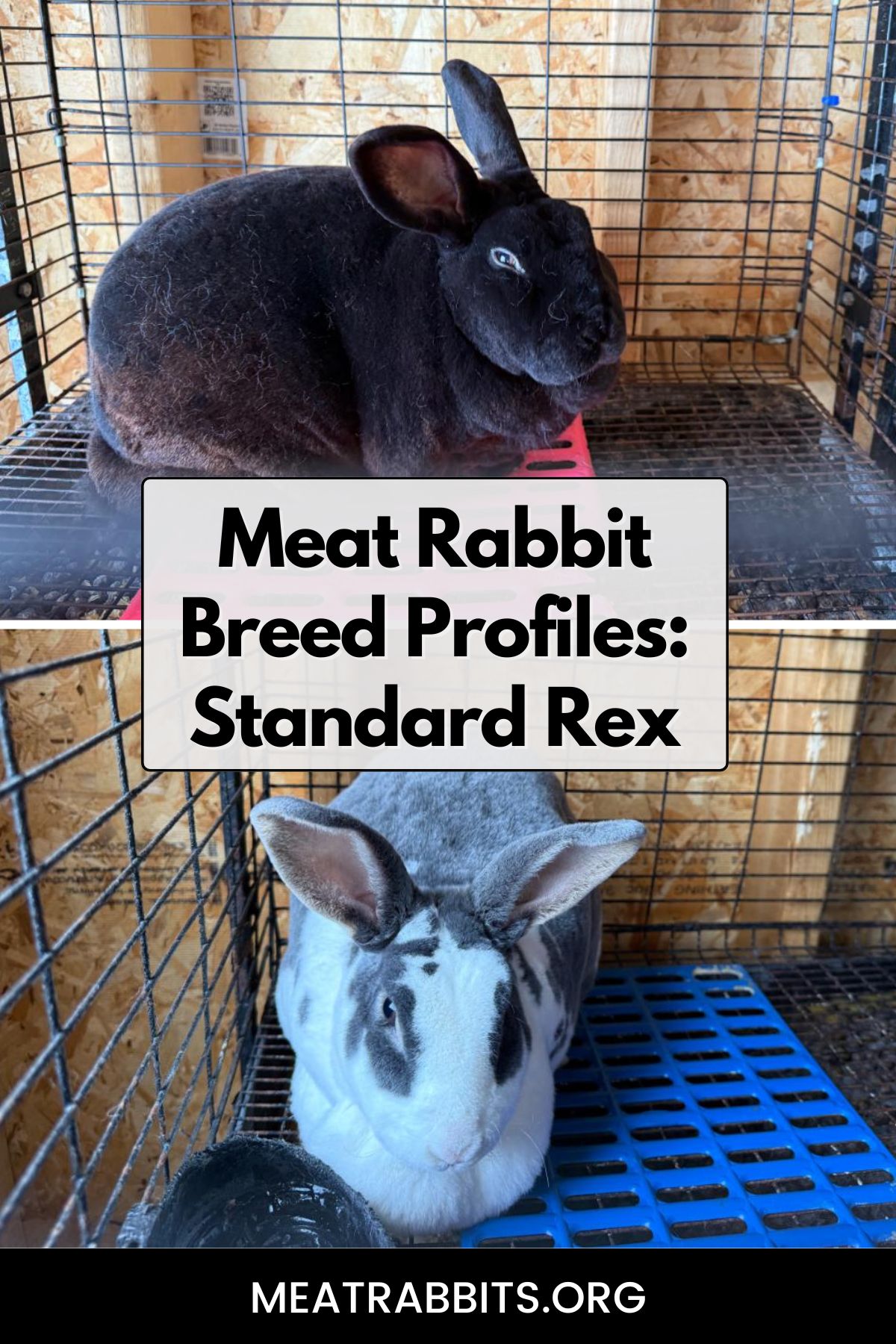 Meat Rabbit Breed Profiles: Standard Rex pinterest image