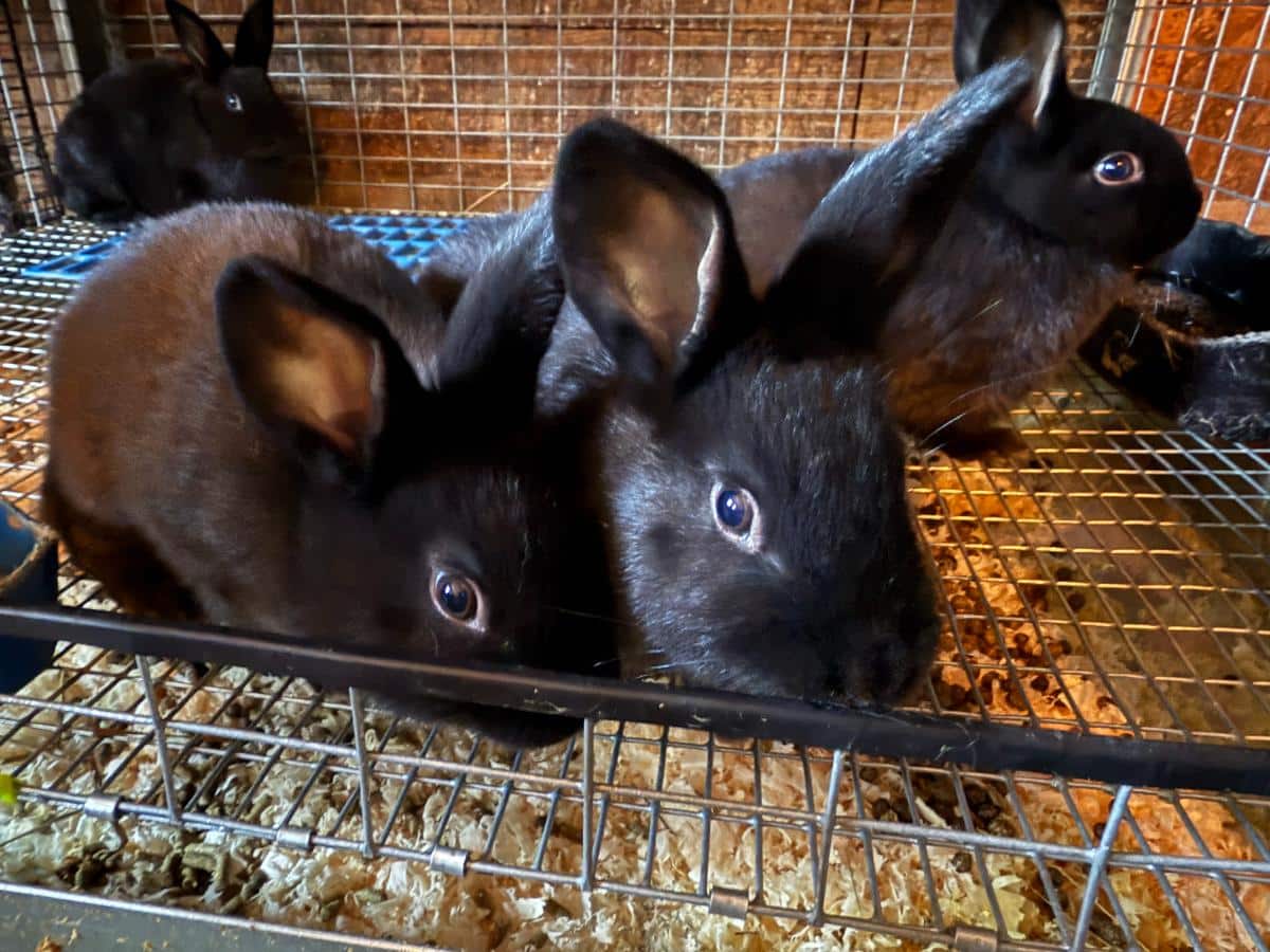 Meat rabbit champagne d'argent grow outs