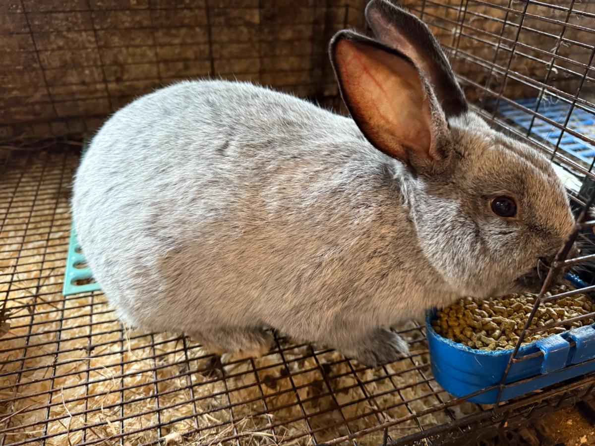 Rabbit eating pellets with thyme on top