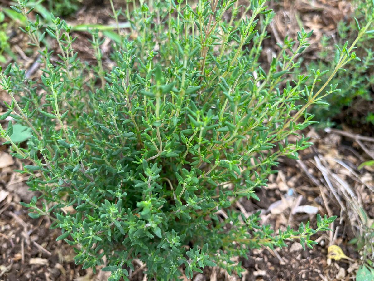 Thyme growing in an herb garden
