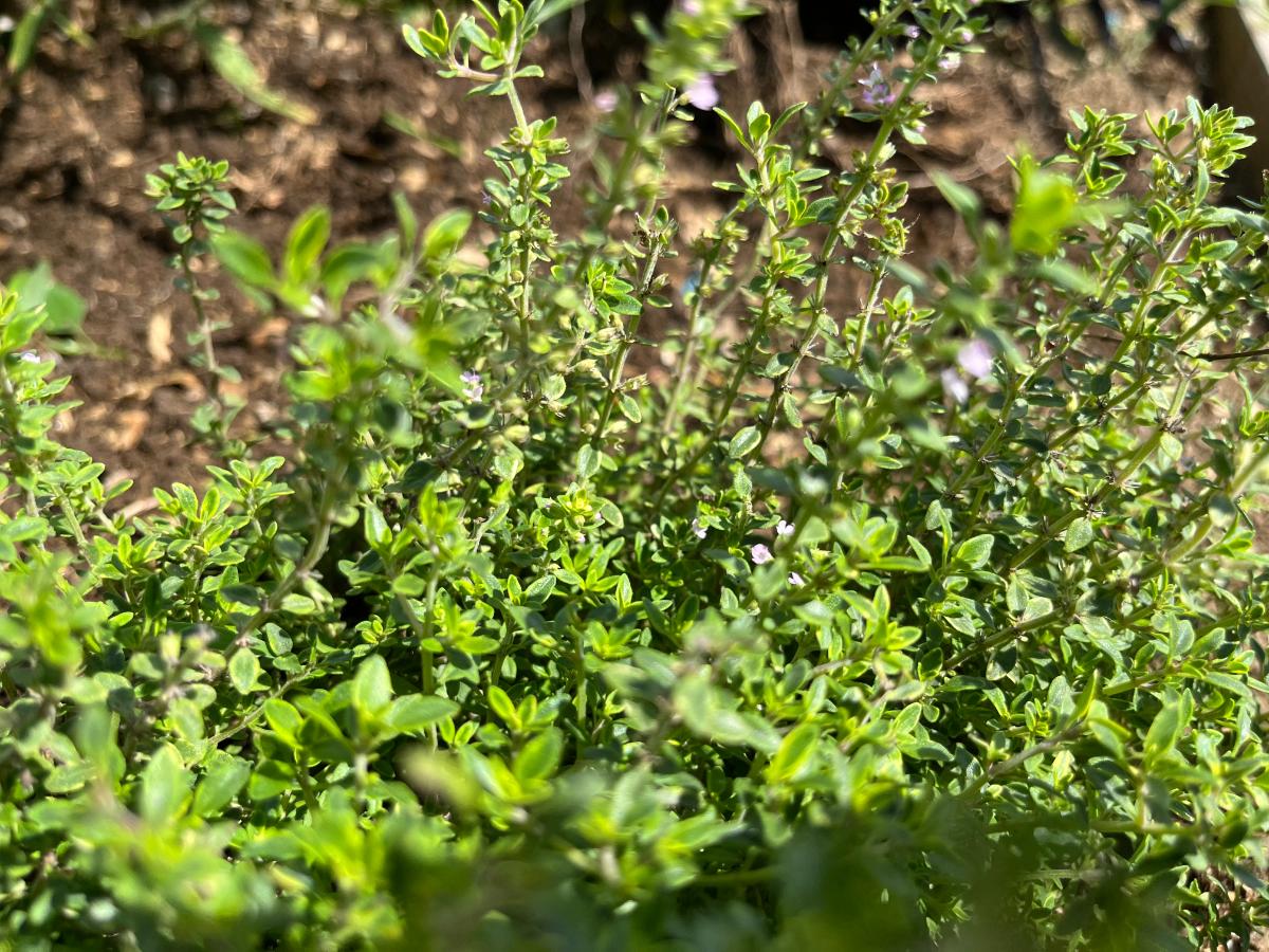 Thyme growing in sunlight for meat rabbits