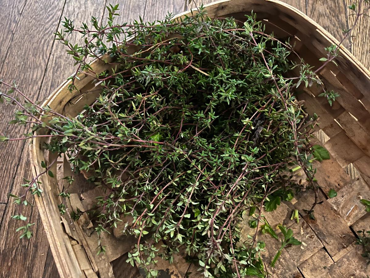 Thyme harvested from the herb garden for meat rabbits