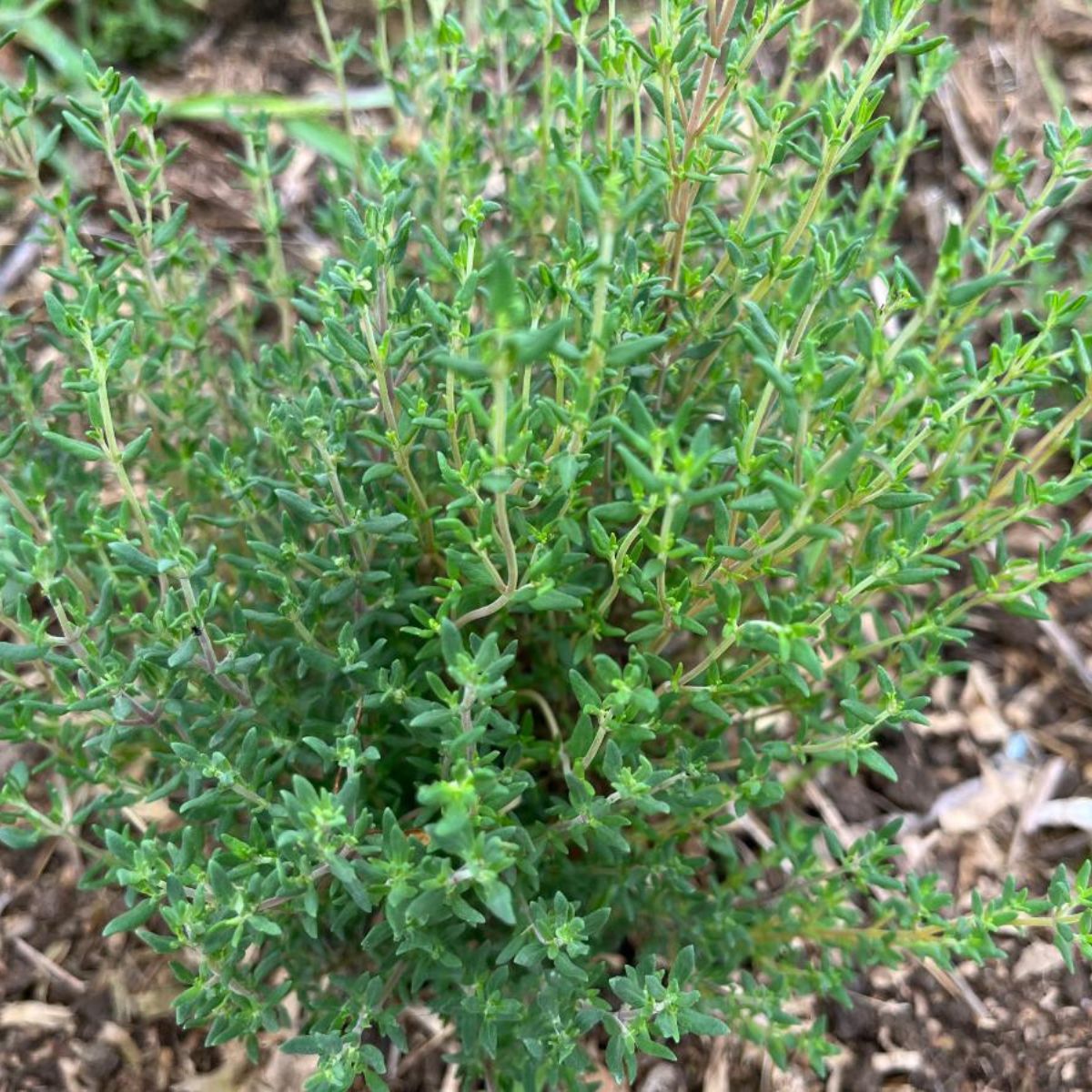 A healthy thyme plant.