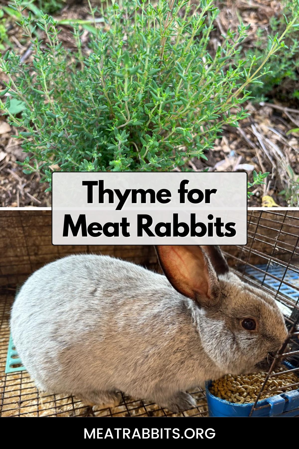 Thyme for Meat Rabbits pinterest image