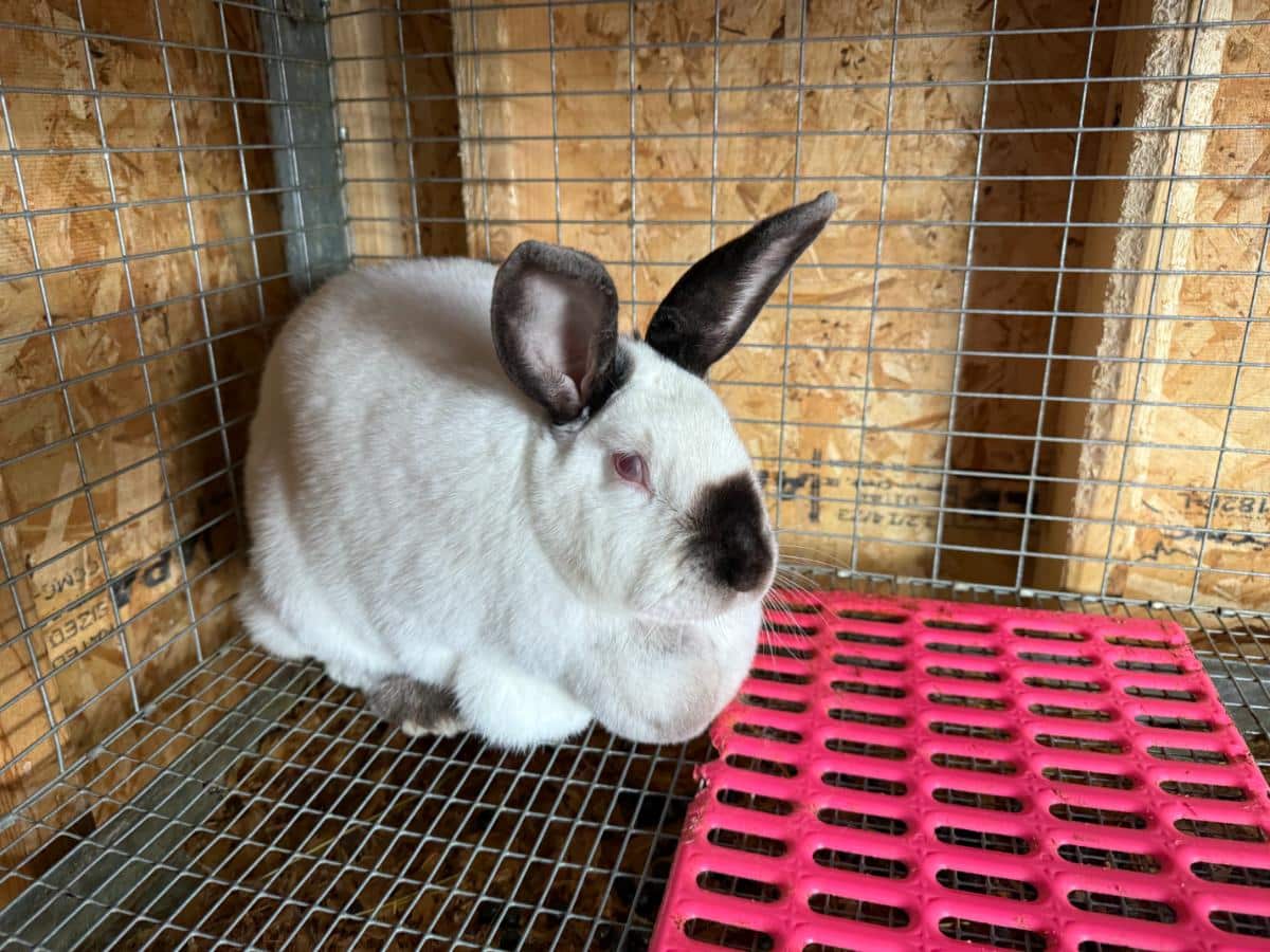 Californian meat rabbit that enjoys willow