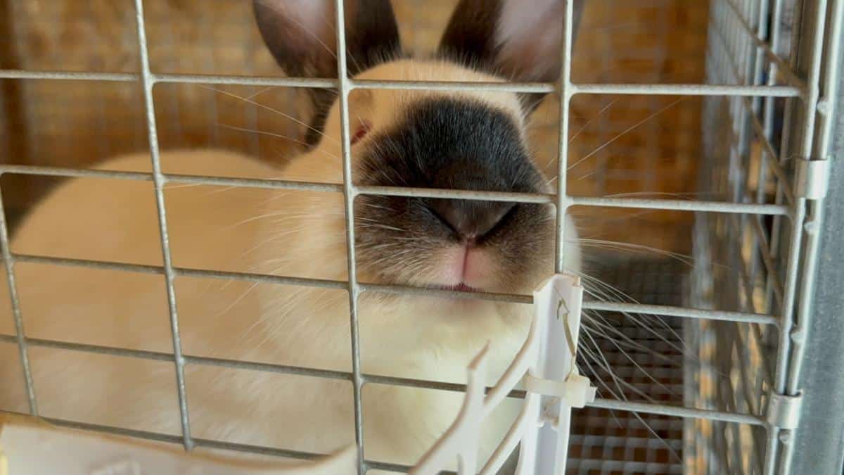 Californian meat rabbit doe chewing cage wire