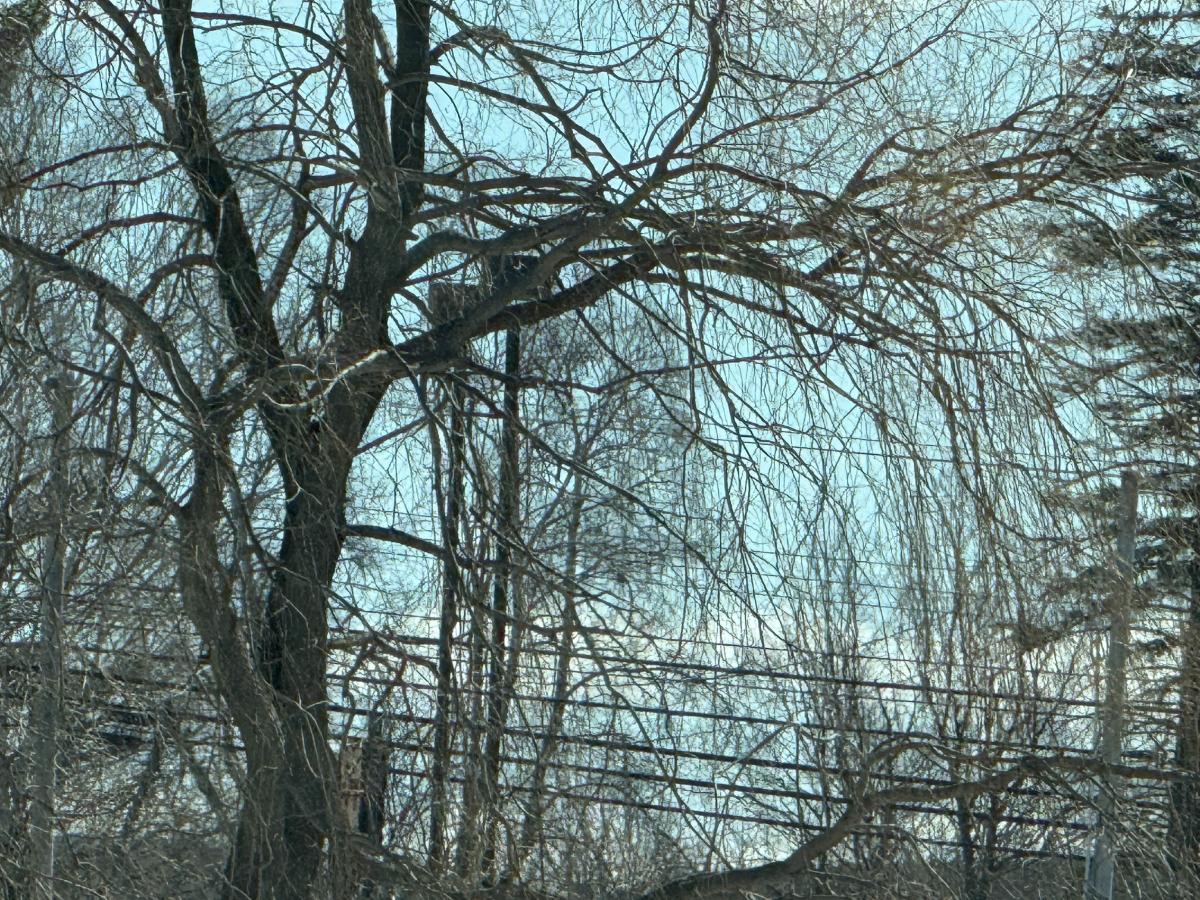 Weeping willow tree for meat rabbits