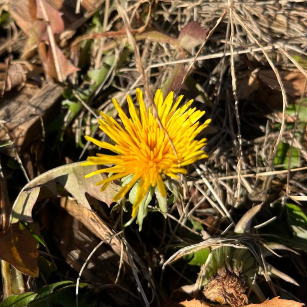 What Dandelions Can do for Meat Rabbits + How to Feed