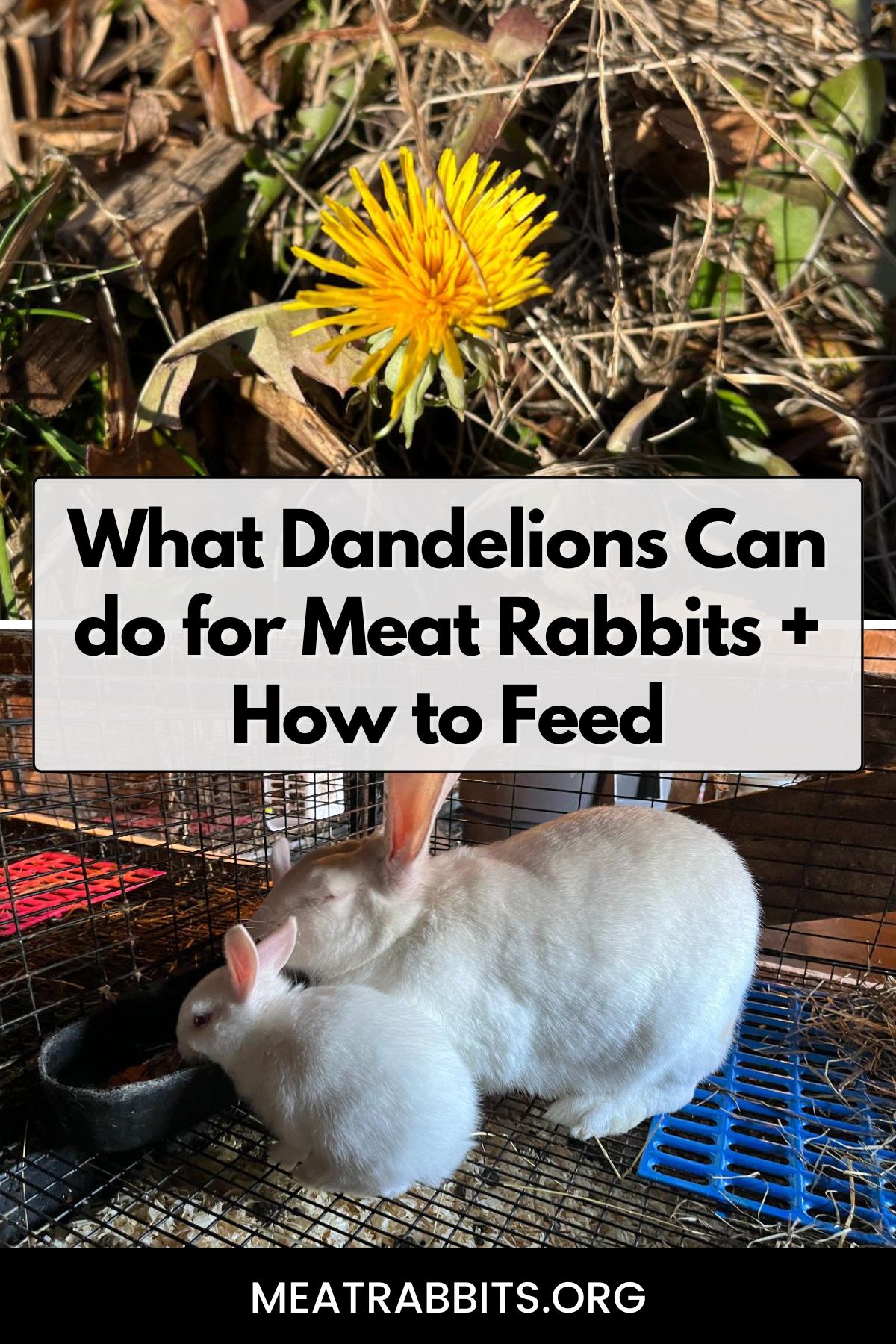 What Dandelions Can do for Meat Rabbits + How to Feed Pinterest image