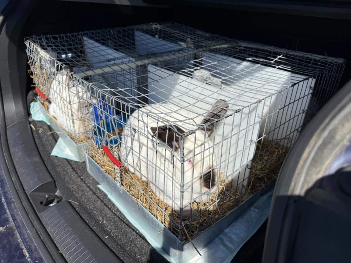 Meat rabbits being transported
