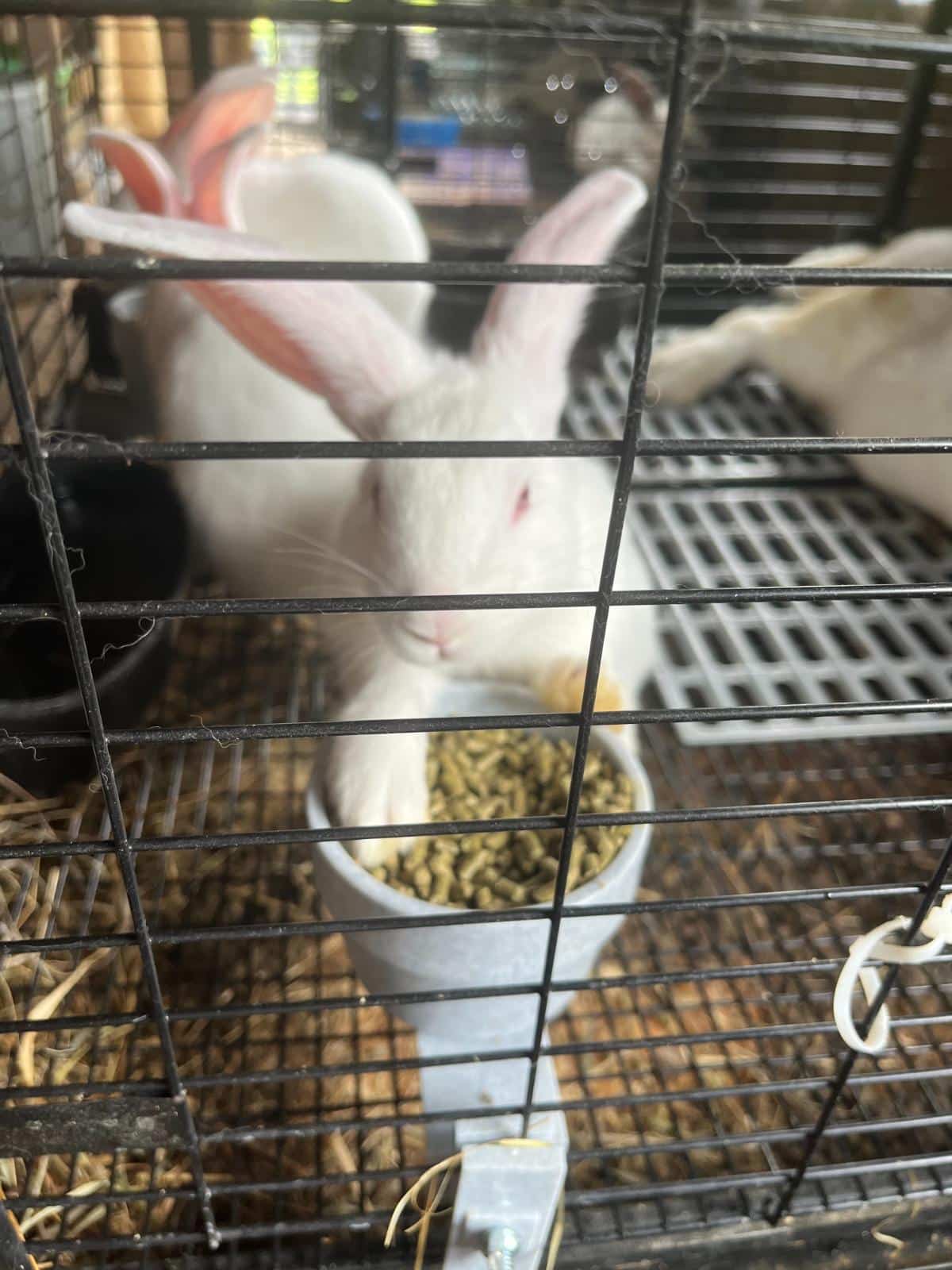 Meat rabbit eating from its feed dish