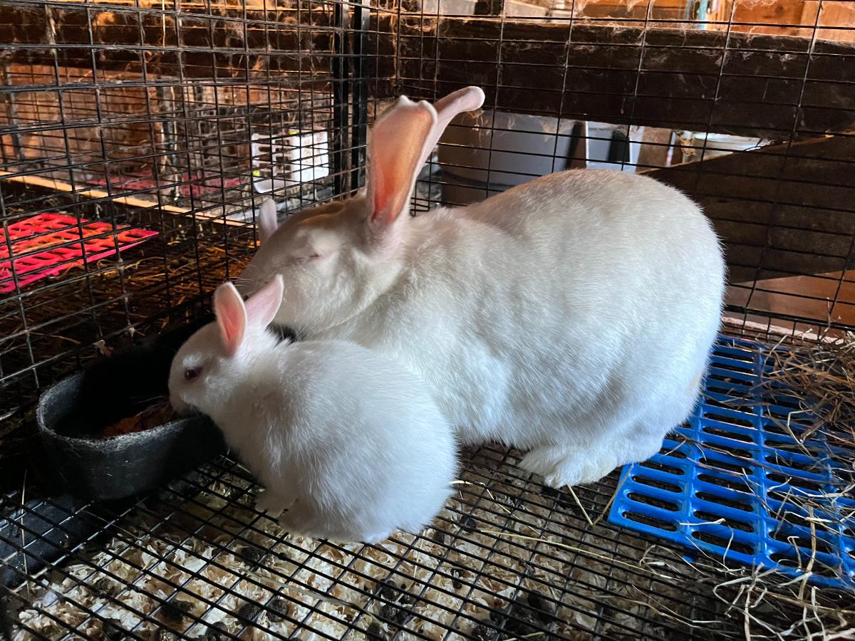 White New Zealand meat rabbits
