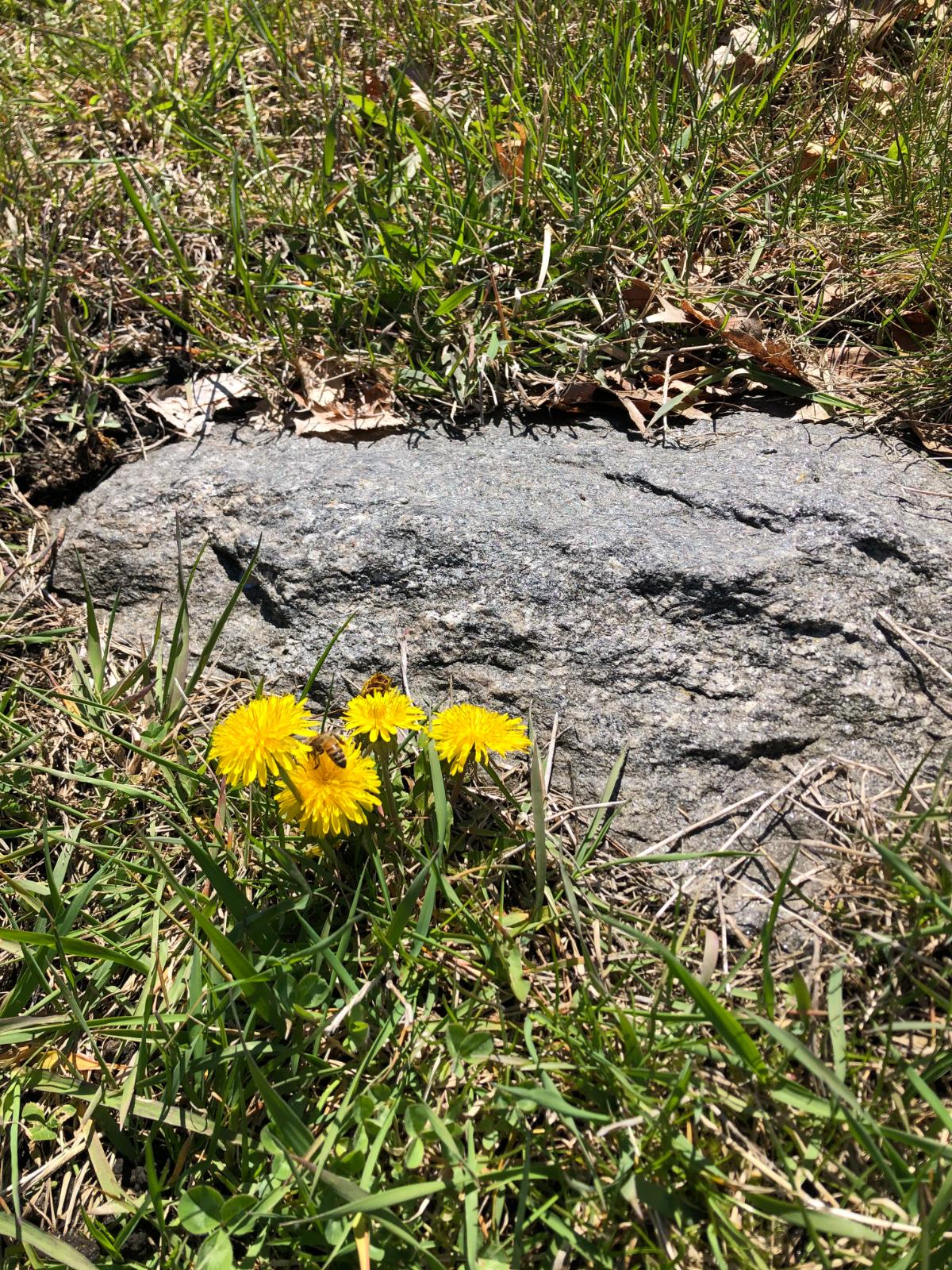 Dandelion growing in spring