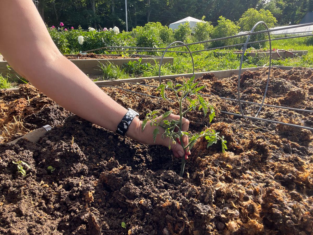 Planting tomatoes with rabbit manure and shavings