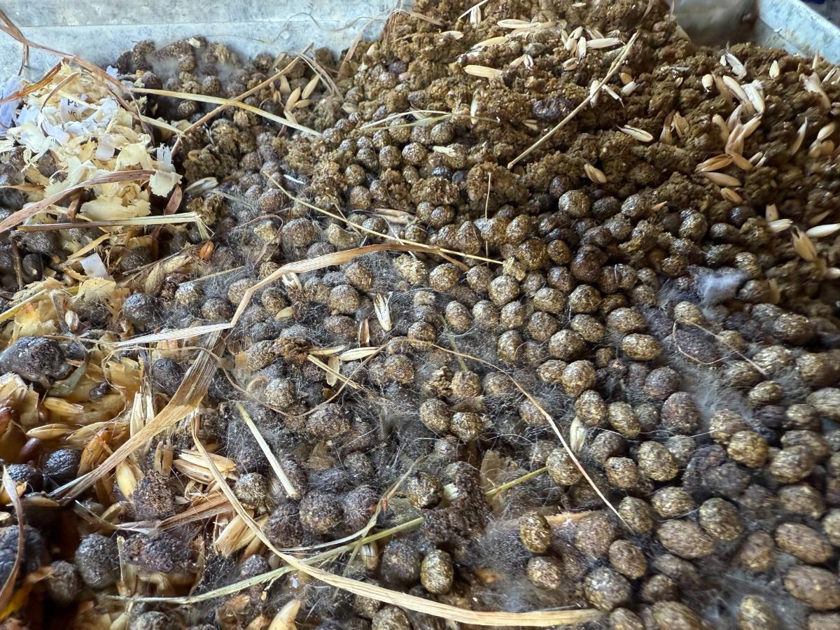 Rabbit manure for the garden